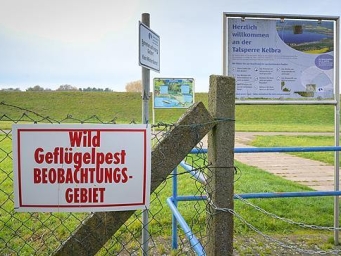 德国禽流感疫情加剧 近百万只禽类被扑杀