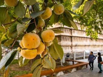 柿子大量上市！紧急提醒：这5类人千万别多吃